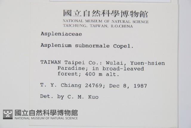 小鐵角蕨藏品圖，第2張