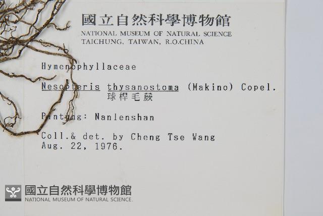 球桿毛蕨藏品圖，第2張