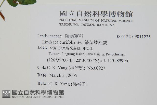 箭葉鱗始蕨藏品圖，第2張