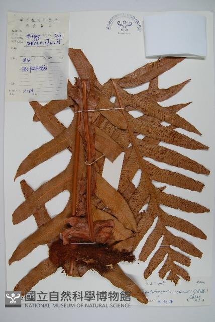 崖薑蕨藏品圖，第1張