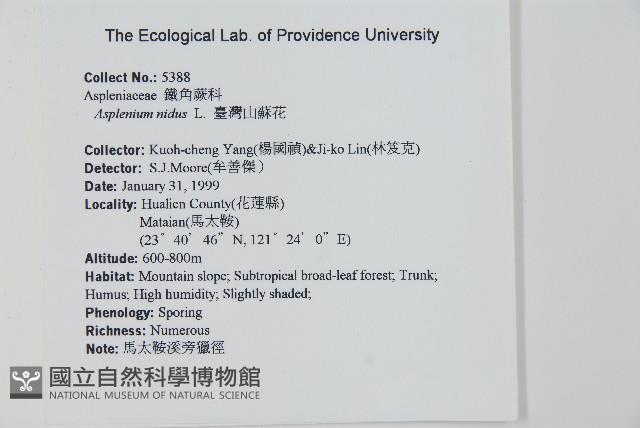 臺灣山蘇花藏品圖，第2張