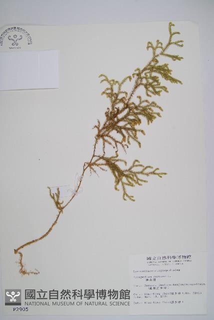 過山龍藏品圖，第1張