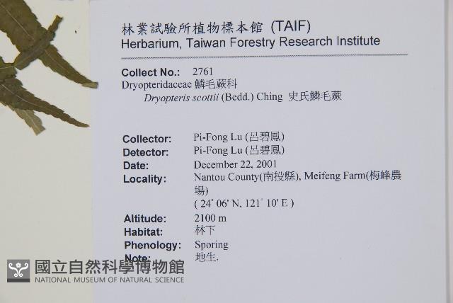 史氏鱗毛蕨藏品圖，第2張