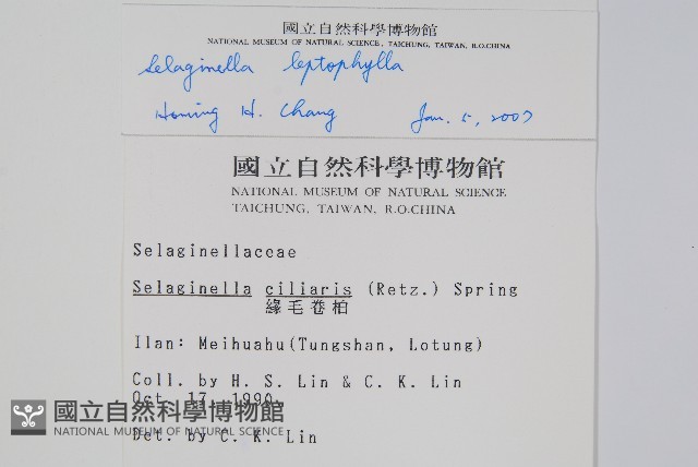 膜葉卷柏藏品圖，第2張