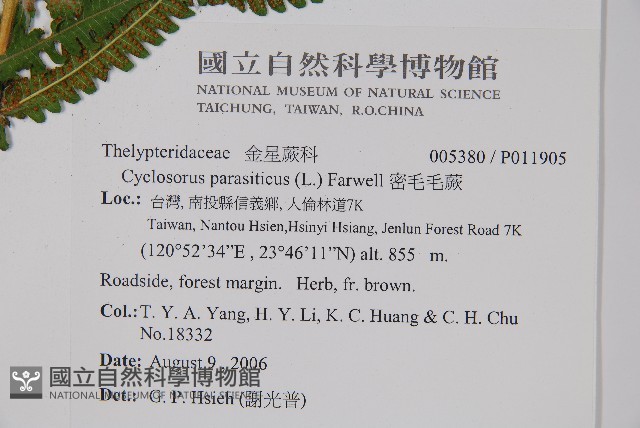 密毛毛蕨藏品圖，第2張