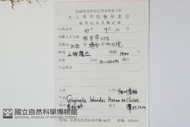 玉山卷柏藏品圖，第2張