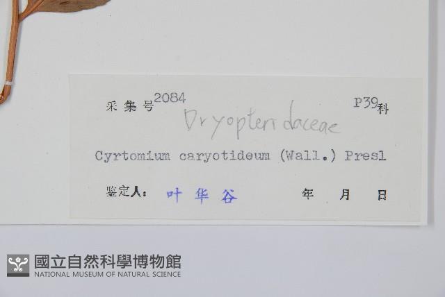 細齒貫眾蕨藏品圖，第2張