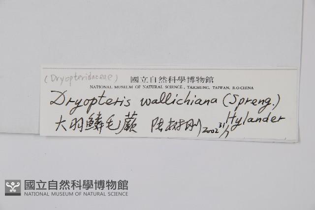 瓦氏鱗毛蕨藏品圖，第2張