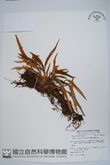 槭葉石葦藏品圖，第1張