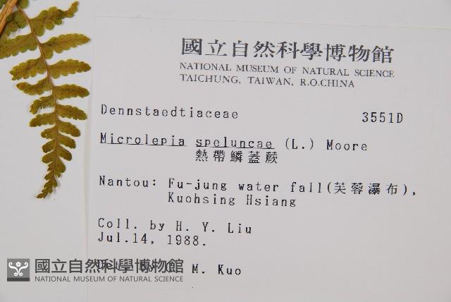 熱帶鱗蓋蕨藏品圖，第2張