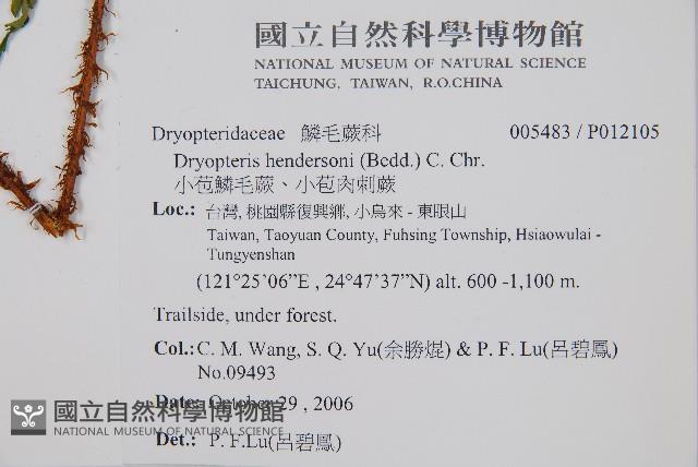 小苞鱗毛蕨、小苞肉刺蕨藏品圖，第2張