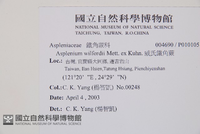 威氏鐵角蕨藏品圖，第2張