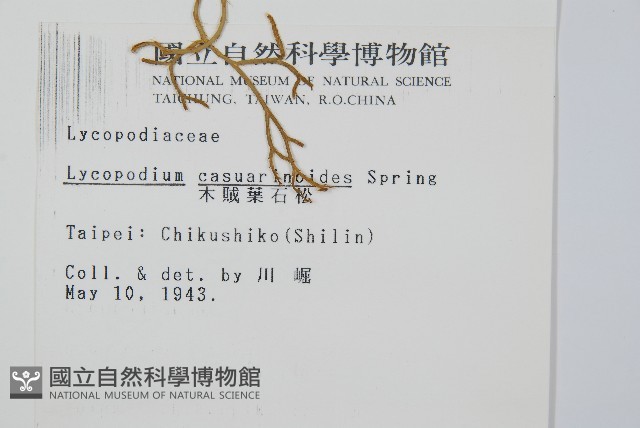 木賊葉石松藏品圖，第2張