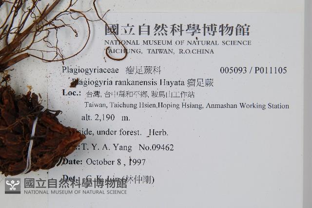 瘤足蕨藏品圖，第2張