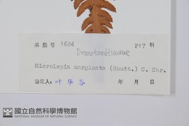 邊緣鱗蓋蕨藏品圖，第2張