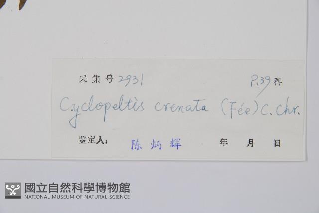 圓齒擬貫眾藏品圖，第2張