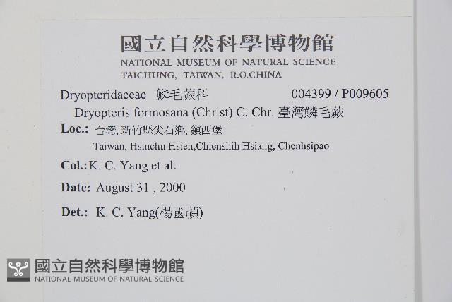 臺灣鱗毛蕨藏品圖，第2張