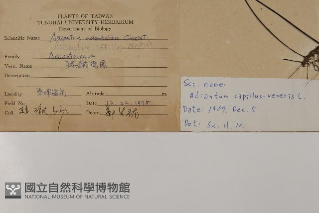 鐵線蕨藏品圖，第2張