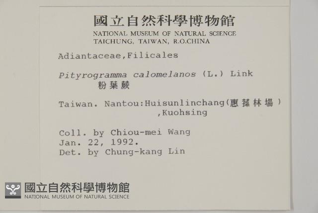 粉葉蕨藏品圖，第2張