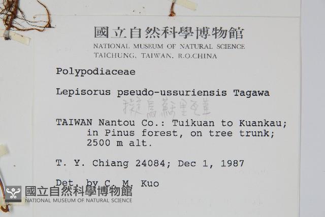 擬烏蘇里瓦葦藏品圖，第2張