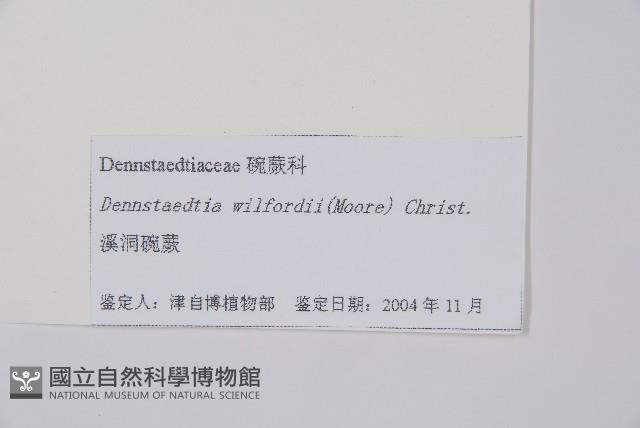 溪洞碗蕨藏品圖，第2張