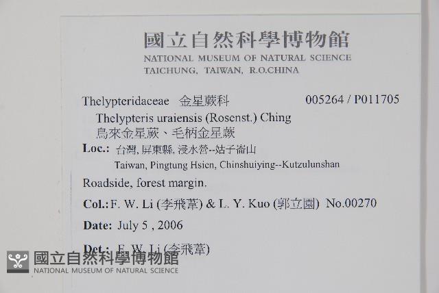 烏來金星蕨、毛柄金星蕨藏品圖，第2張