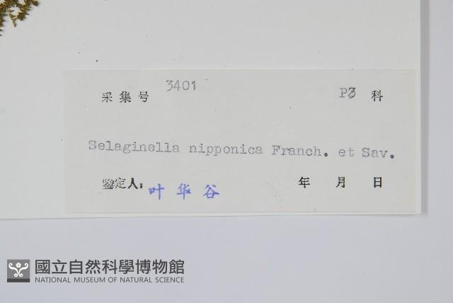 日本卷柏藏品圖，第2張