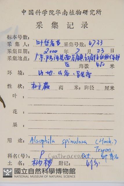 臺灣桫欏藏品圖，第2張