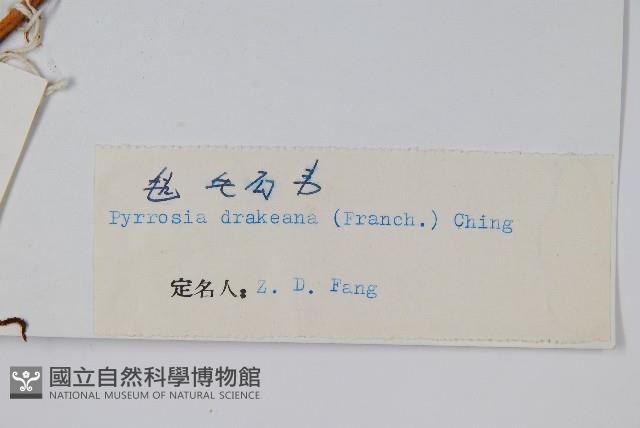 氈毛石韋藏品圖，第2張