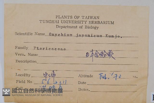 日本金粉蕨藏品圖，第2張