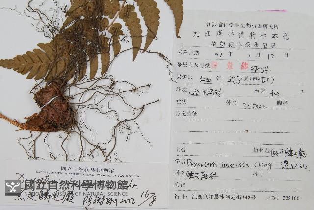 黑足鱗毛蕨藏品圖，第2張