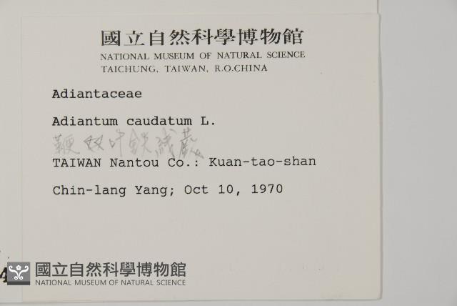 鞭葉鐵線蕨藏品圖，第2張