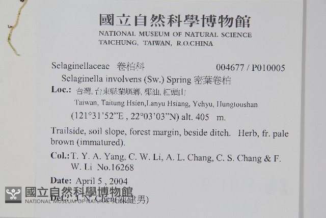 密葉卷柏藏品圖，第2張