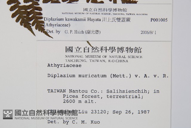 川上氏雙蓋蕨藏品圖，第2張