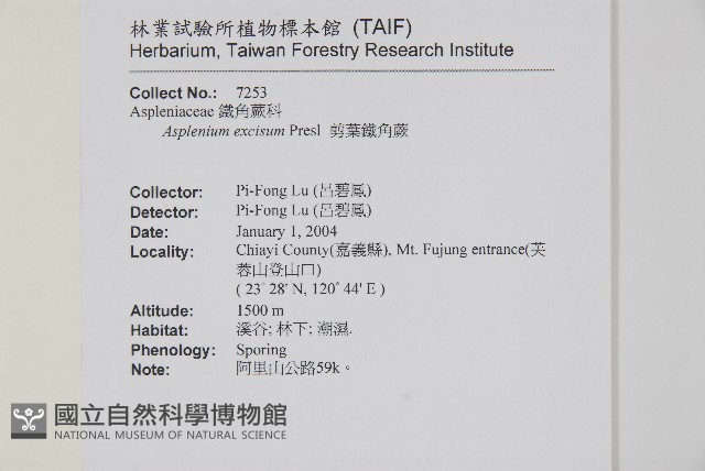 剪葉鐵角蕨藏品圖，第2張