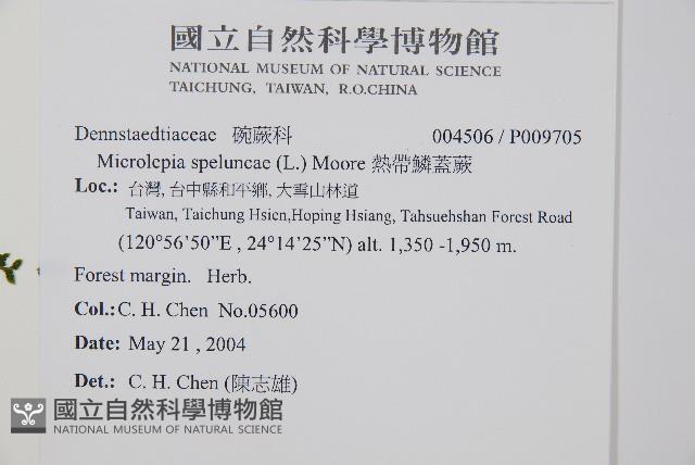 熱帶鱗蓋蕨藏品圖，第2張