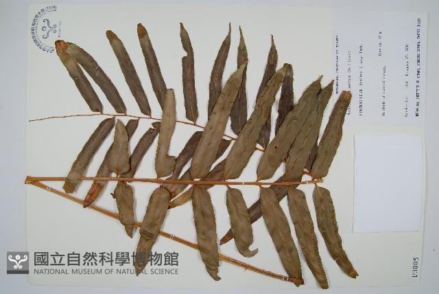 長葉腎蕨藏品圖，第1張