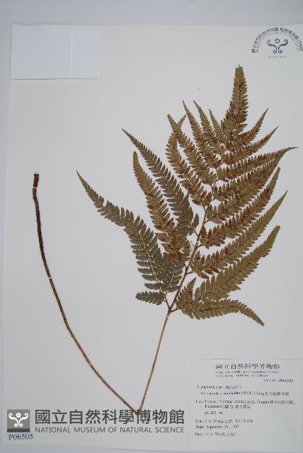 細葉複葉耳蕨藏品圖，第1張