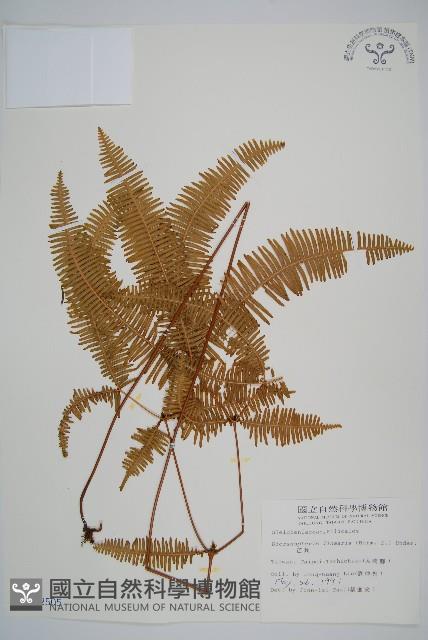 芒萁藏品圖，第1張