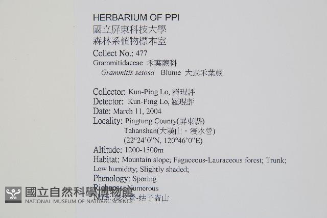 大武禾葉蕨藏品圖，第2張