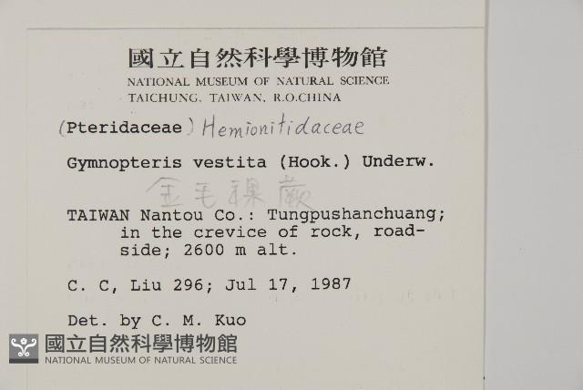 金毛裸蕨藏品圖，第2張