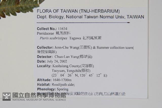 紅柄鳳尾蕨藏品圖，第2張