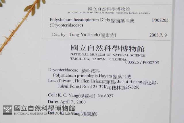 鋸齒葉耳蕨藏品圖，第2張