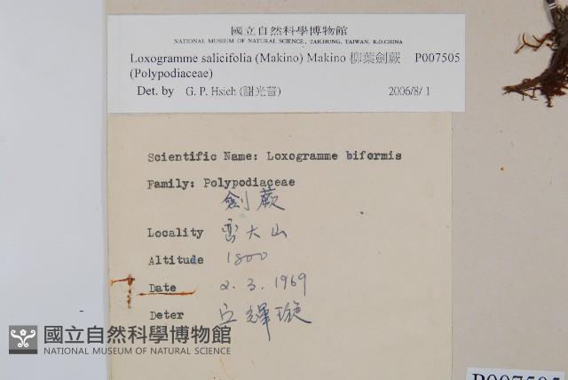 柳葉劍蕨藏品圖，第2張