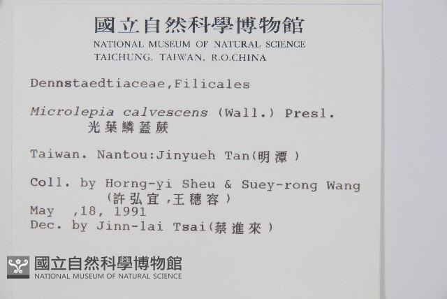 光葉鱗蓋蕨藏品圖，第2張