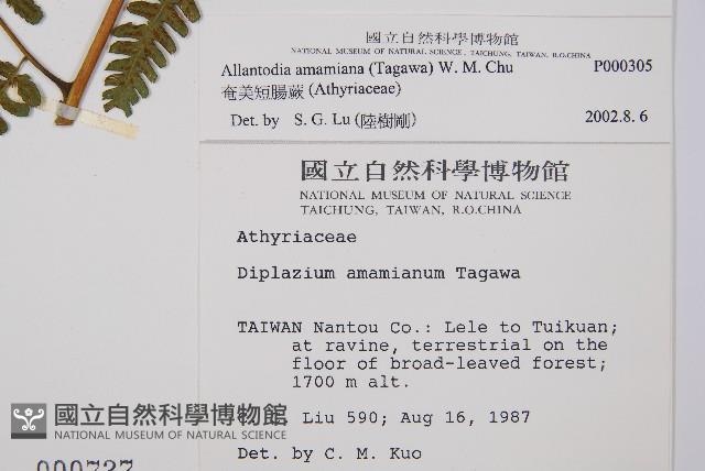 奄美短腸蕨藏品圖，第5張