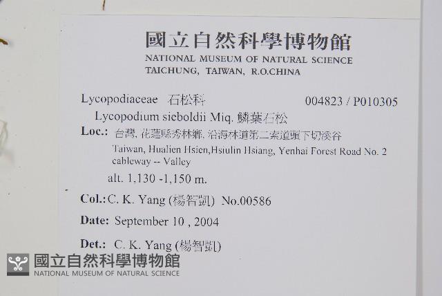 鱗葉石松藏品圖，第2張