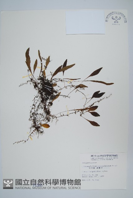 抱樹蕨、伏石蕨藏品圖，第1張