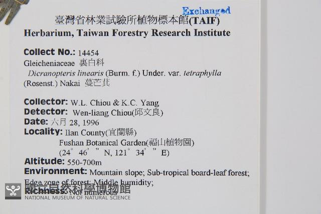 蔓芒萁藏品圖，第2張