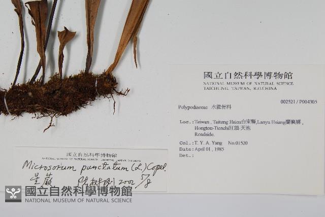 星蕨藏品圖，第2張